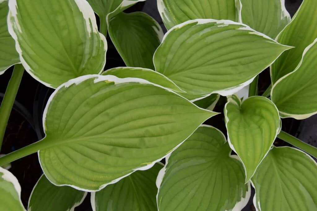 Hosta 'Francee' ---